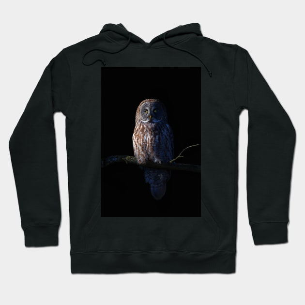 Great Grey Owl Hoodie by Jim Cumming